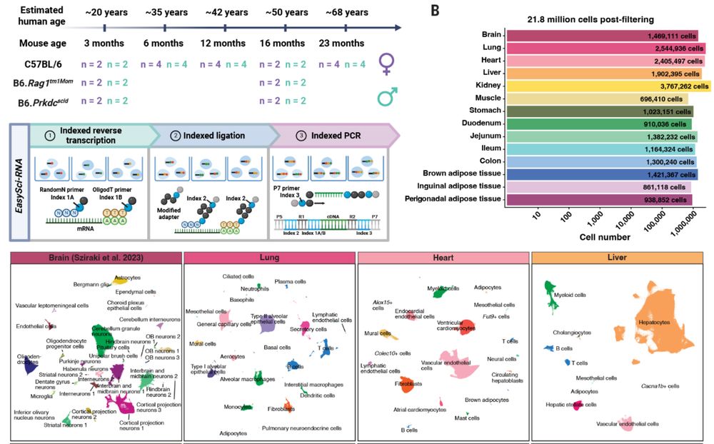🔥Check out the new Science paper from @junyuecao.bsky.social lab on mammalian aging! They leveraged a #SingleCell atlas to discover >200 aging-associated cell populations and demonstrate organ-, lineage-, and sex-specific shifts of cellular dynamics. #NephSky #MedSky