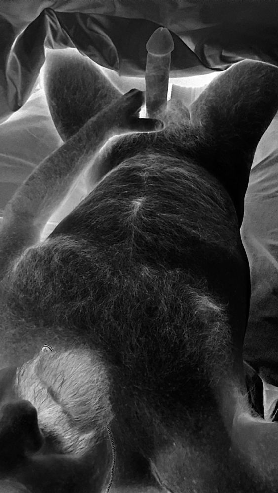 Black and white negative image of a furry naked Dad laying in bed with a hard fat cock. 