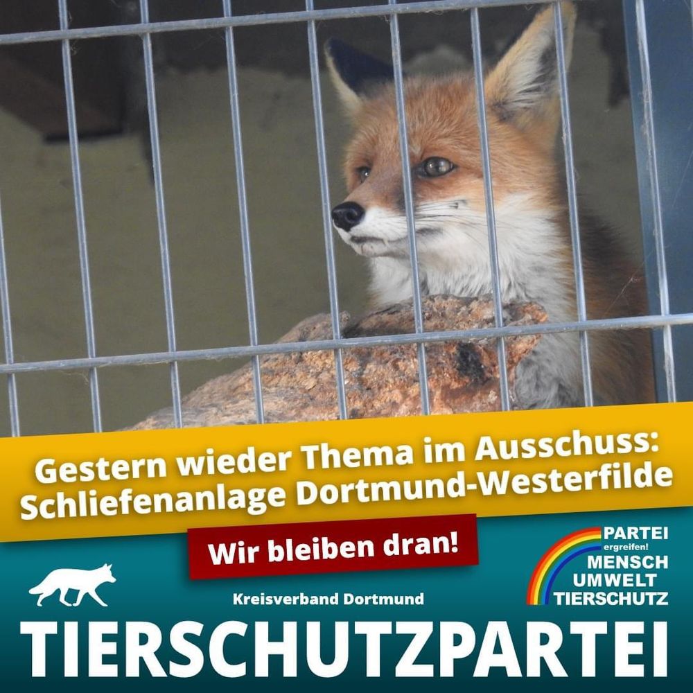 Ein Fuchs in einem Käfig. Er schaut in die Ferne