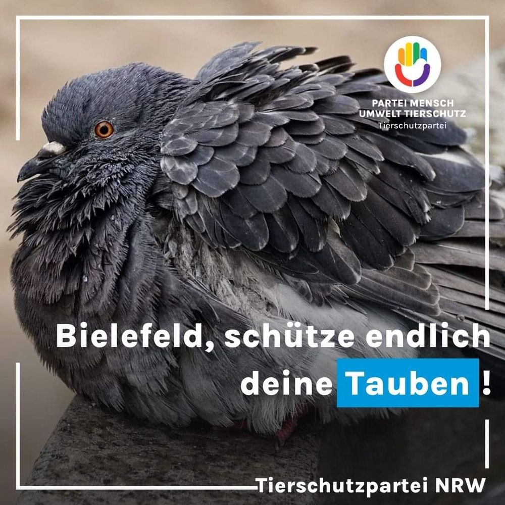 Das Foto zeigt eine Taube und die Überschrift Bielefeld, schütze endlich deine Tauben! 
Das Wort Tauben ist mit Blau hinterlegt um es deutlicher hervorzuheben.