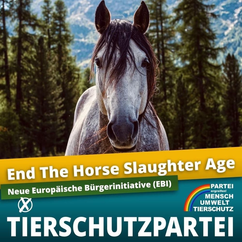 Weißes Pferd vor verschiedenen Nadelbäumen schaut in die Kamera