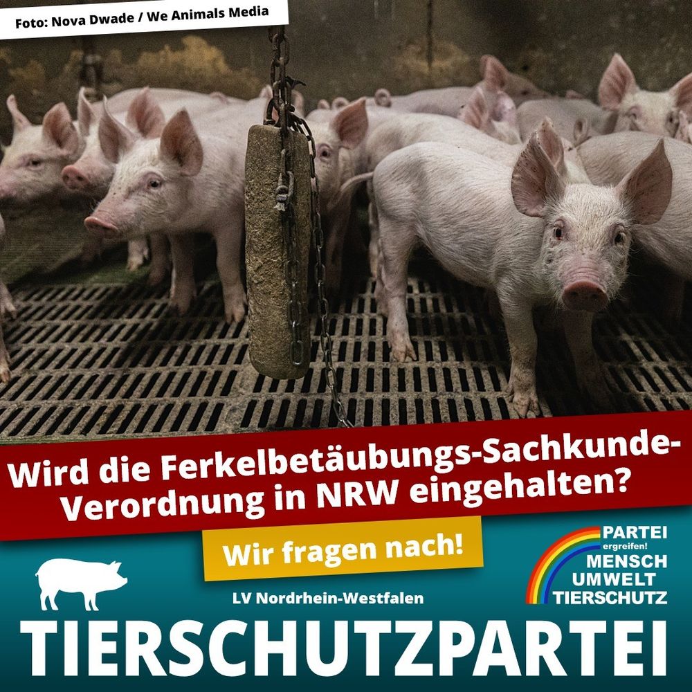 10 Ferkel zusammengefercht auf einem Gitterrost in einem Massentierhaltungsstall