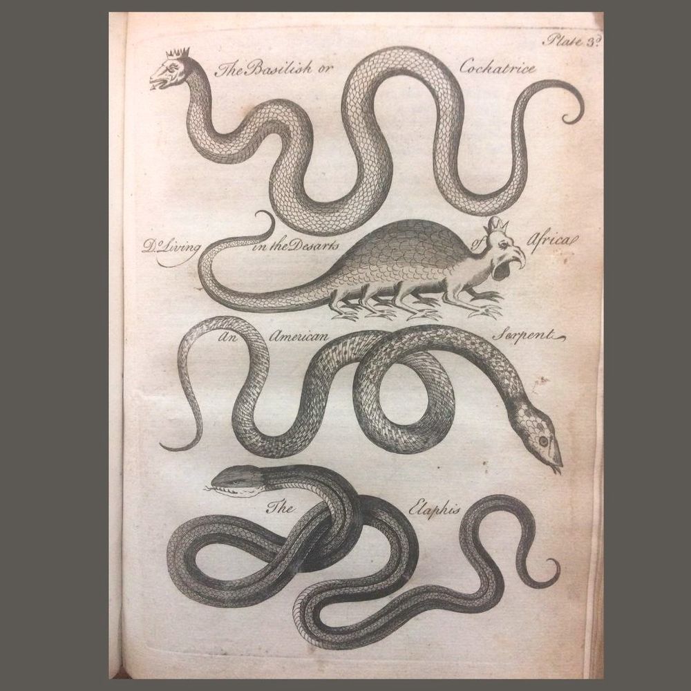 Page from Owen's Natural History of Serpents (1742) showing 4 snakes including a basilisk