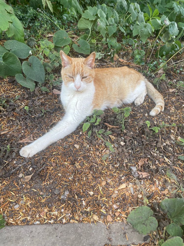 A ginger and white cat relaxes in the garden