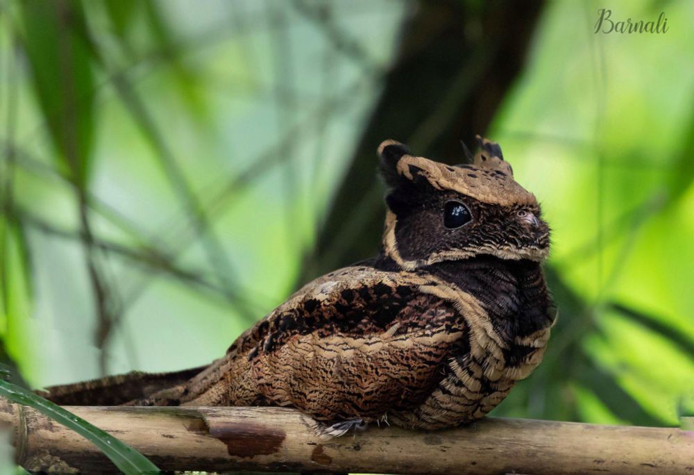 Great Eared Nightjar / Riesennachtachwalbe