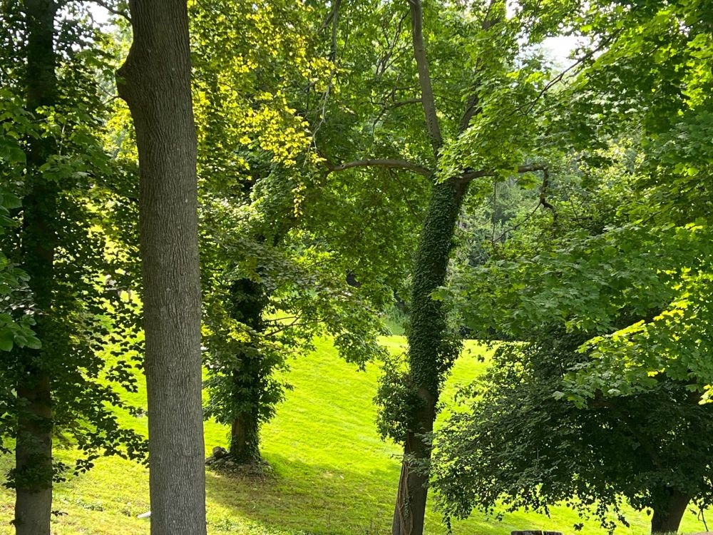 Another picture of a vey green/grassy park; thin trees, followed by their leafs.