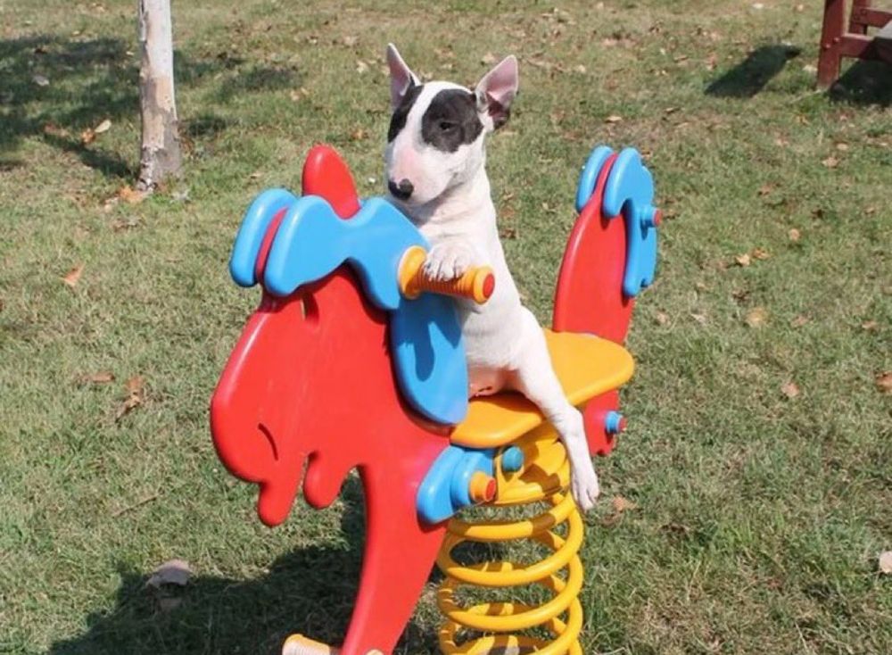 Silly dog (not sure of the breed, I am sure, but the name is lost,) on a colorful (red-blue, and yellow spring) seesaw 
