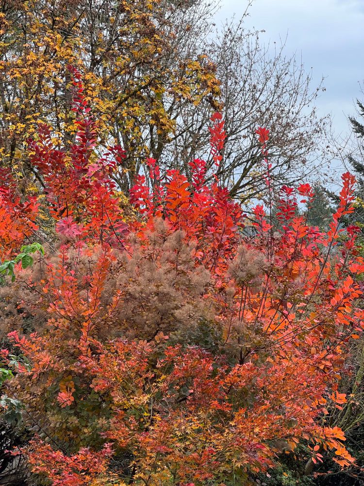 A smoke tree with showy autumnal leaves ranging from red to orange
