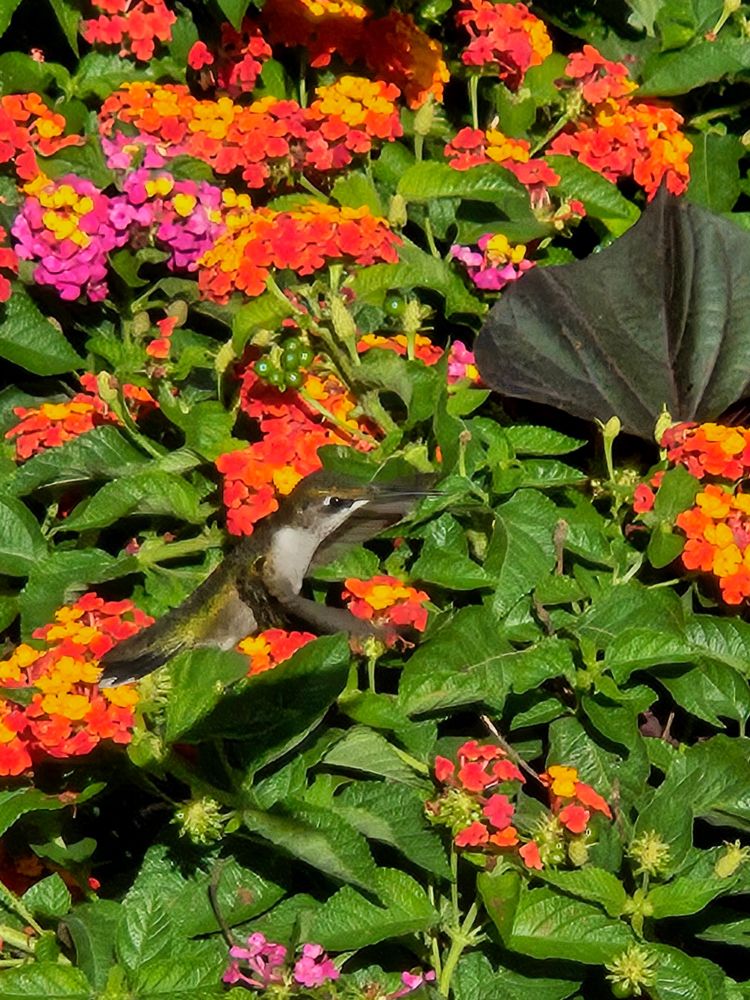 A hummingbird feeding on orange & yellow lantana flowers.