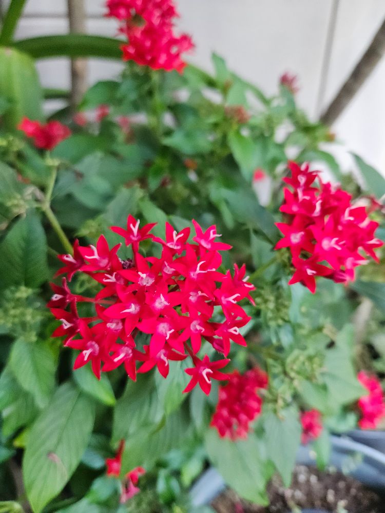 Red pentas flowers