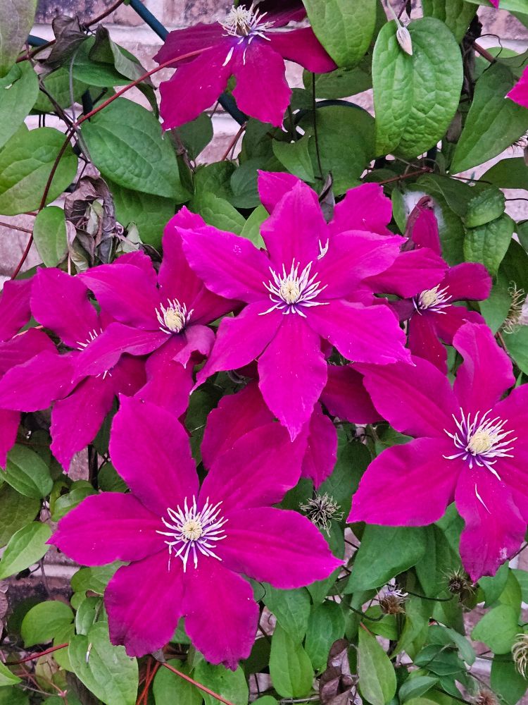 Fuchsia colored clematis flowers.
