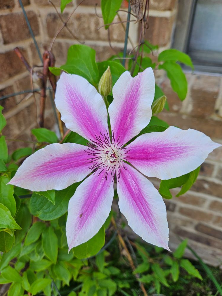Striped pink & white clematis flower.