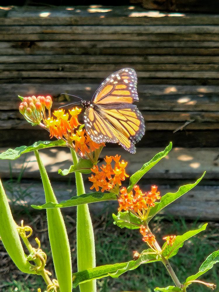 Monarch butterfly with wings open on orange flowers of a milkweed plant.