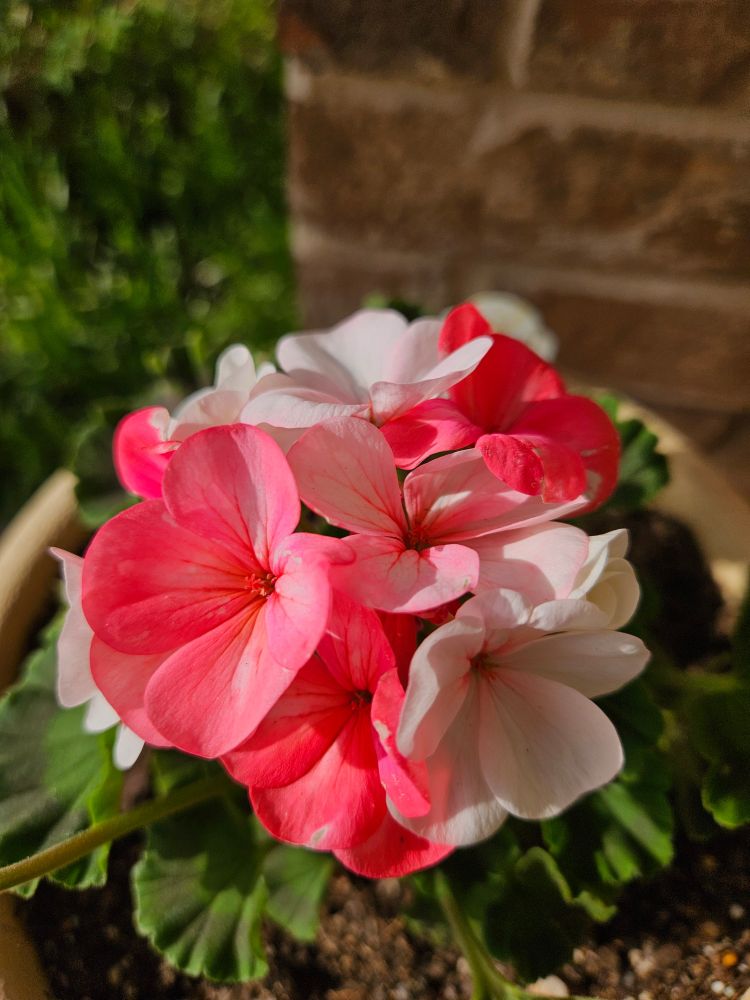 A potted geranium flower that has white & red petals.