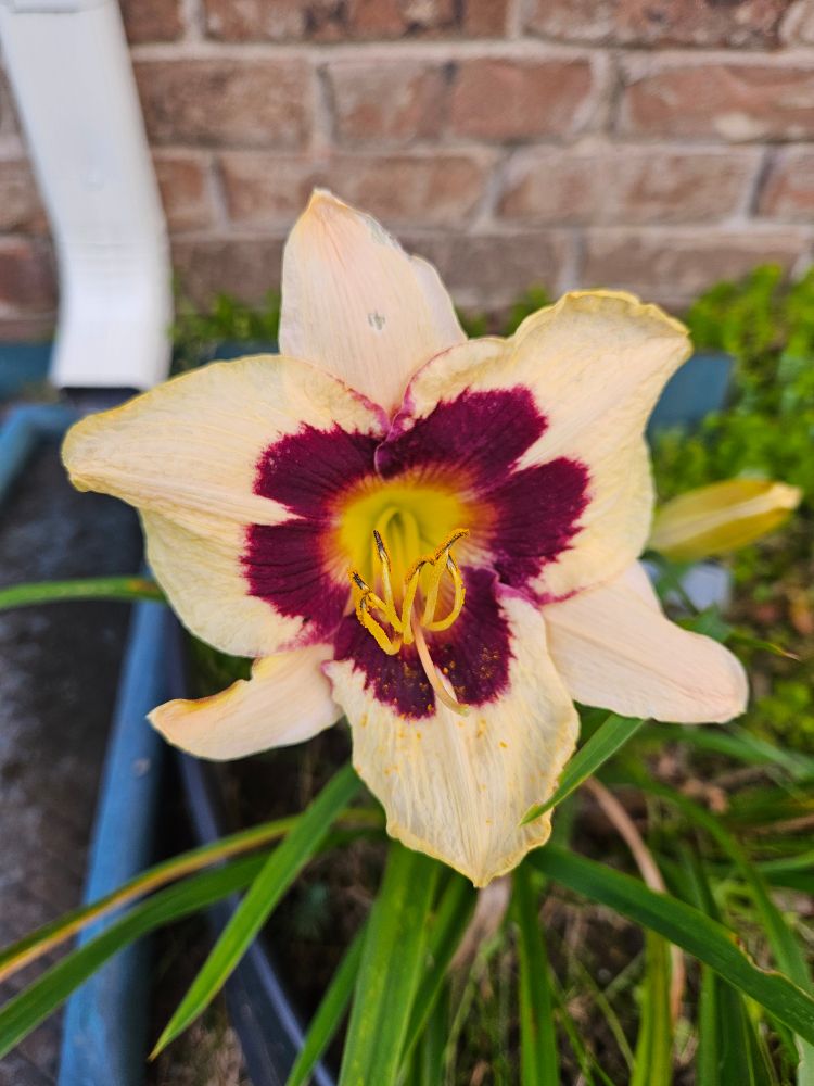 Light yellow daylily flower with dark maroon center.