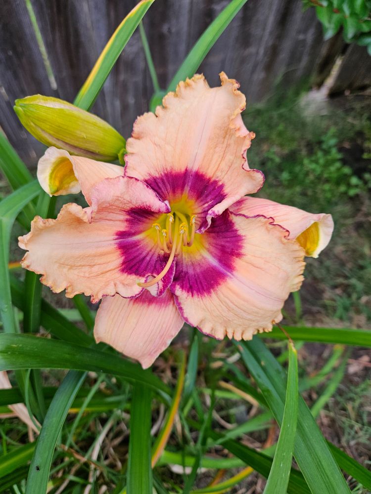 Light pink daylily flower with red-violet center.