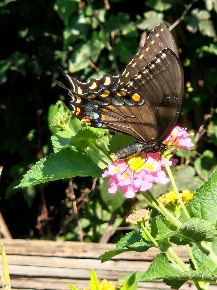 Eastern Black Swallowtail butterfly with orange spots on pink lantana flower.