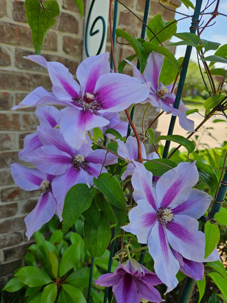 Striped pink clematis flowers growing on the vine, on a trellis. 