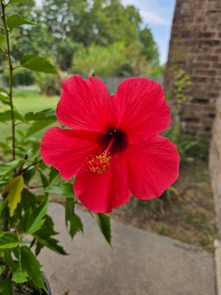 Red hibiscus flower