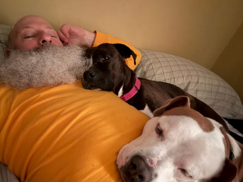 The younger dogs laying on me