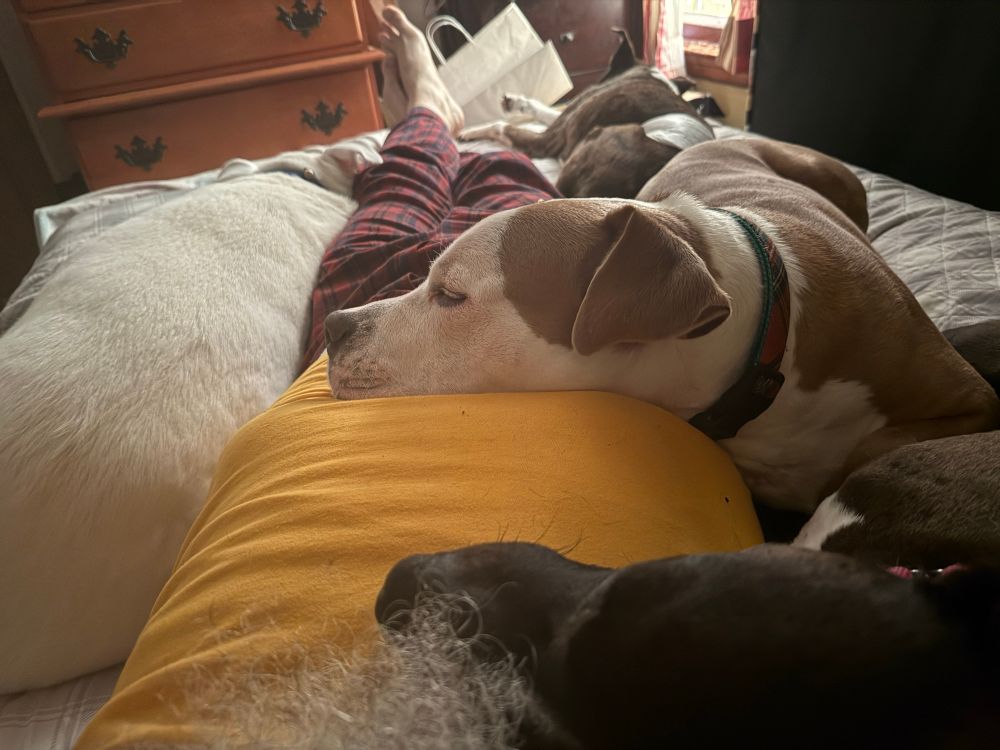 Puppy pile. The four dogs snuggled around me.
