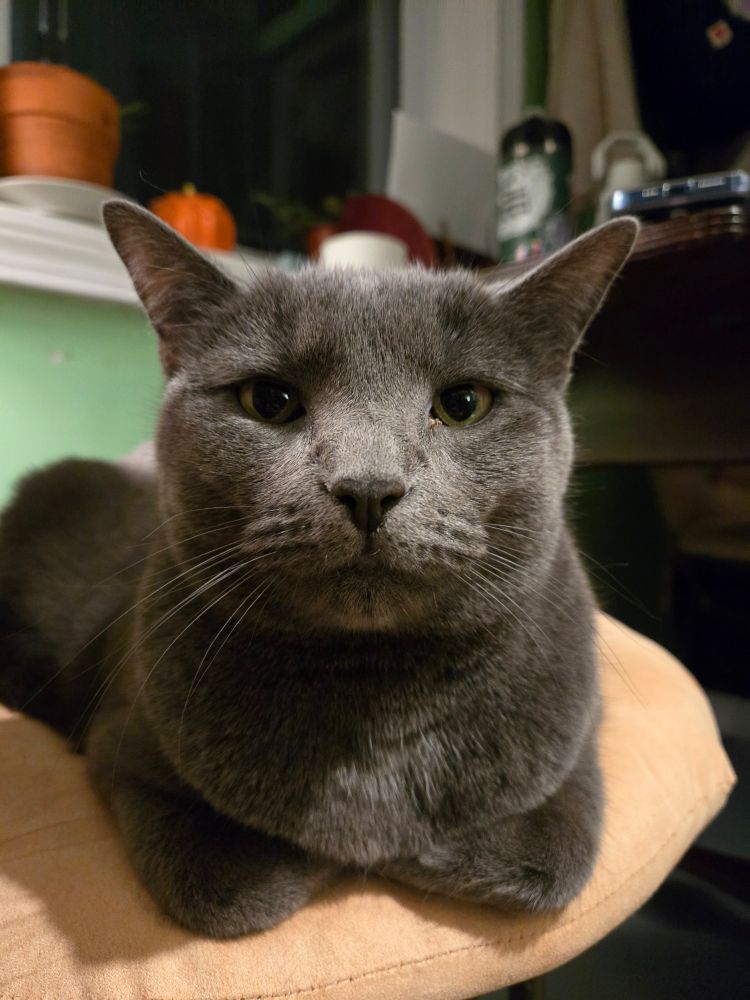 grey cat (alice), loafing 