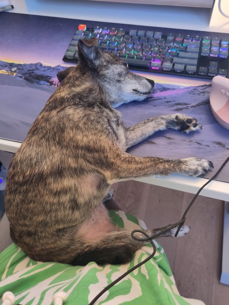 A small brown brindle dog half-laying on a desk, half-sitting in its owner's lap