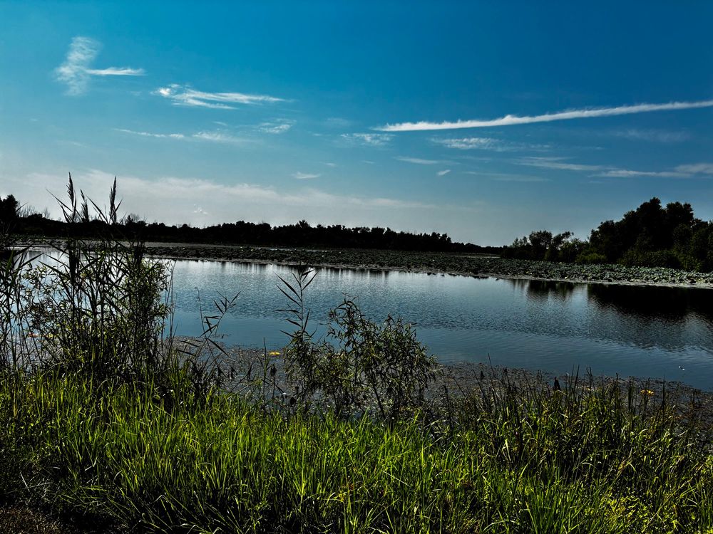 A picture of a lake/pond/ body of water with several water plants on the far side. 