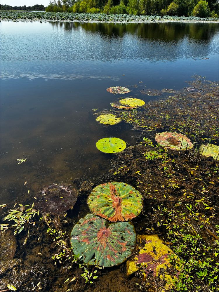 Some kind of Lily pads in the water. 