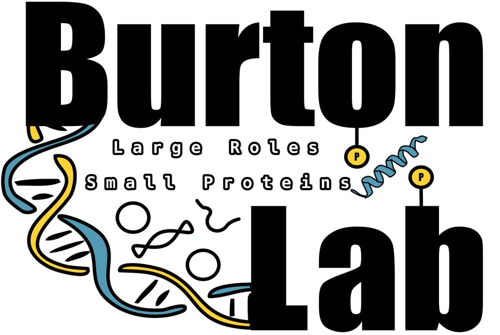 Burton lab in big black letters. DNA helix connects B of Burton and L of Lab. Between the two words there is smaller text that reads Large Roles Small proteins. 