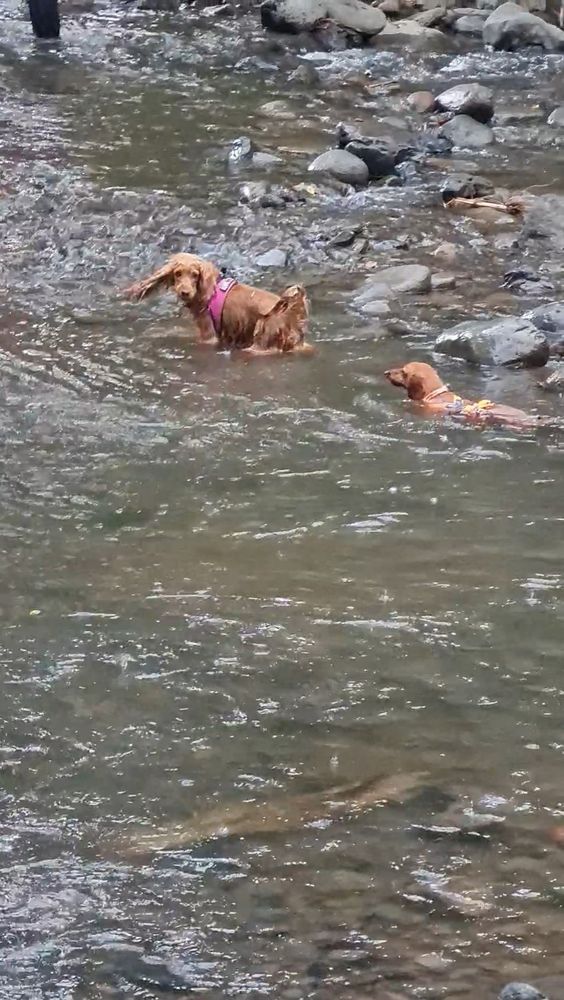 Our cocker spaniel Cookie with a pink vest turning around and gazing at the camera while walking through a creek while our dachshund Taco swims just behind of her.