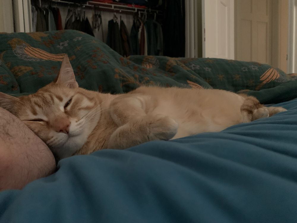 An orange tabby cat lies on her side, tummy out and curled front feetsies. Like little bunny feet.  Her tail is coiled around her back feet. As if she couldn’t be any cuter, she’s got her head resting on her person’s arm. 