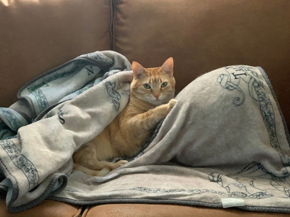 An orange cat lays on a blanket on a couch. She’s leaning against a pillow that’s under the blanket, and she’s also partly covered by the blanket. She gazes directly at the camera.