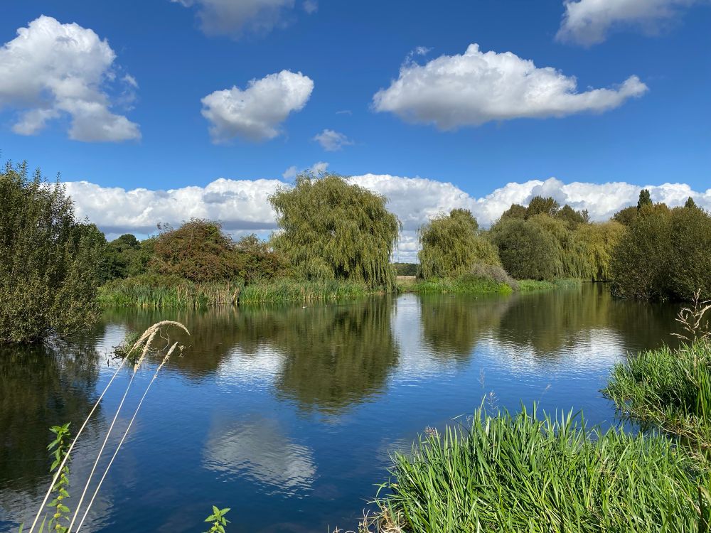 Photo showing a dammed river broadening out to a lake. There are long grasses and reeds on both sides, including some prominent reeds in the close foreground. There is an undulating line of trees on the opposite bank, and these are hazily reflected in the water. Also reflected is the sky, which is a deep blue, interspersed with white clouds.