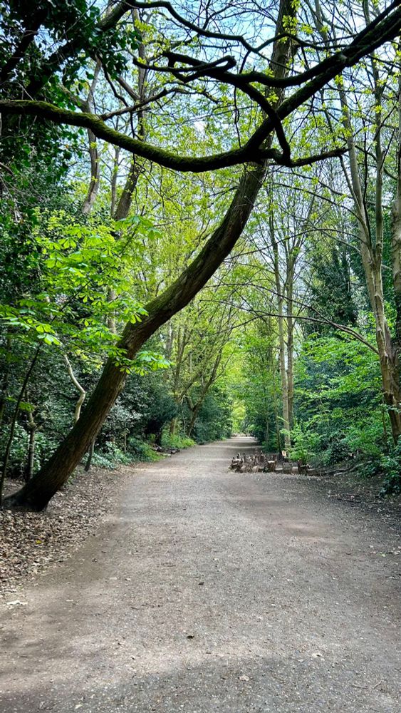 Photo showing a gravel track passing through a strip of woodland. A tree trunk hangs diagonally across the path from our left. Branches cut horizontally across the top edge of the image. There are green leaves on the trees. 