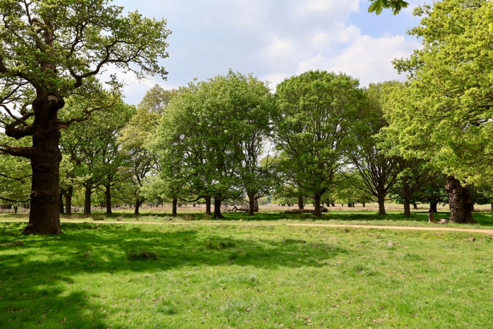 Photo showing leafy mature trees beside a path flanked by grass. Shadows are cast on the grass by the trees to our left. A small amount of sky can be seen, which is cloudy white, however the scene is overwhelmingly green.