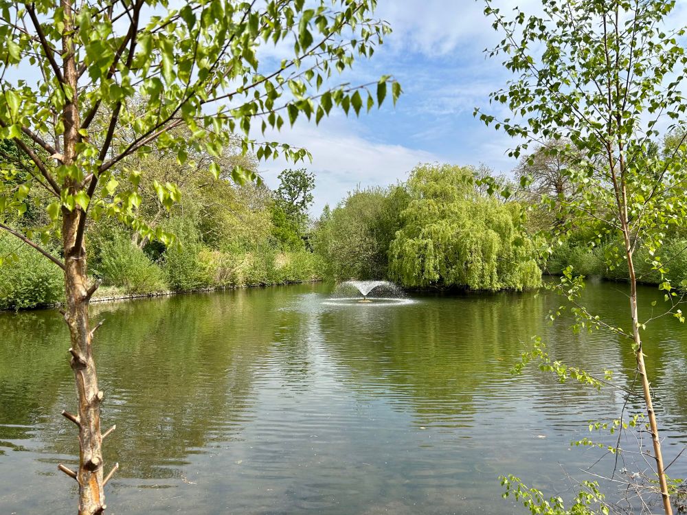 Photo showing a lake, surrounded by trees in full green leaf. Near the centre is a jet fountain beside a large weeping willow. The lake water is rippled creating highly indistinct reflections of the trees.  Two slender tree trunks in the foreground frame the image on either side. The sky is blue with substantial white clouds.