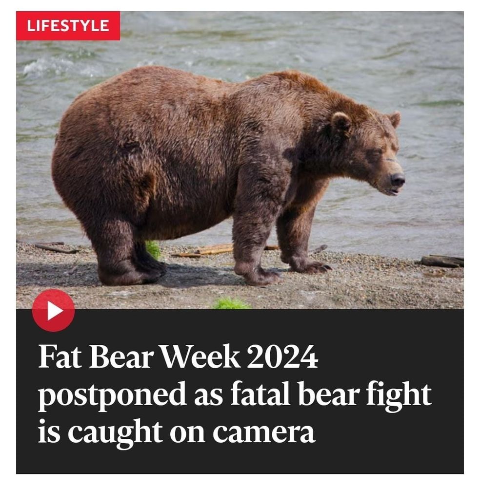 Beneath the image of an absolute unit of a brown bear, stood beside a river is the headline " Fat Bear Week 2024 postponed as fatal bear fight is caught on camera".