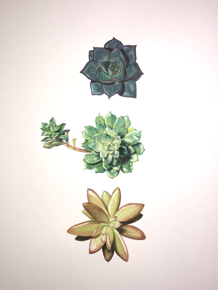 Watercolor painting of 3 vertically stacked succulents as viewed from above. The top one is a dark green, chunky rosette with burgundy edging and a satin-silvery sheen. The middle succulent is a bright yellow-green rosette with shiny, little leaves and a pup growing out to the left. The bottom one is lime green and rusty red with elongated chunky leaves.
