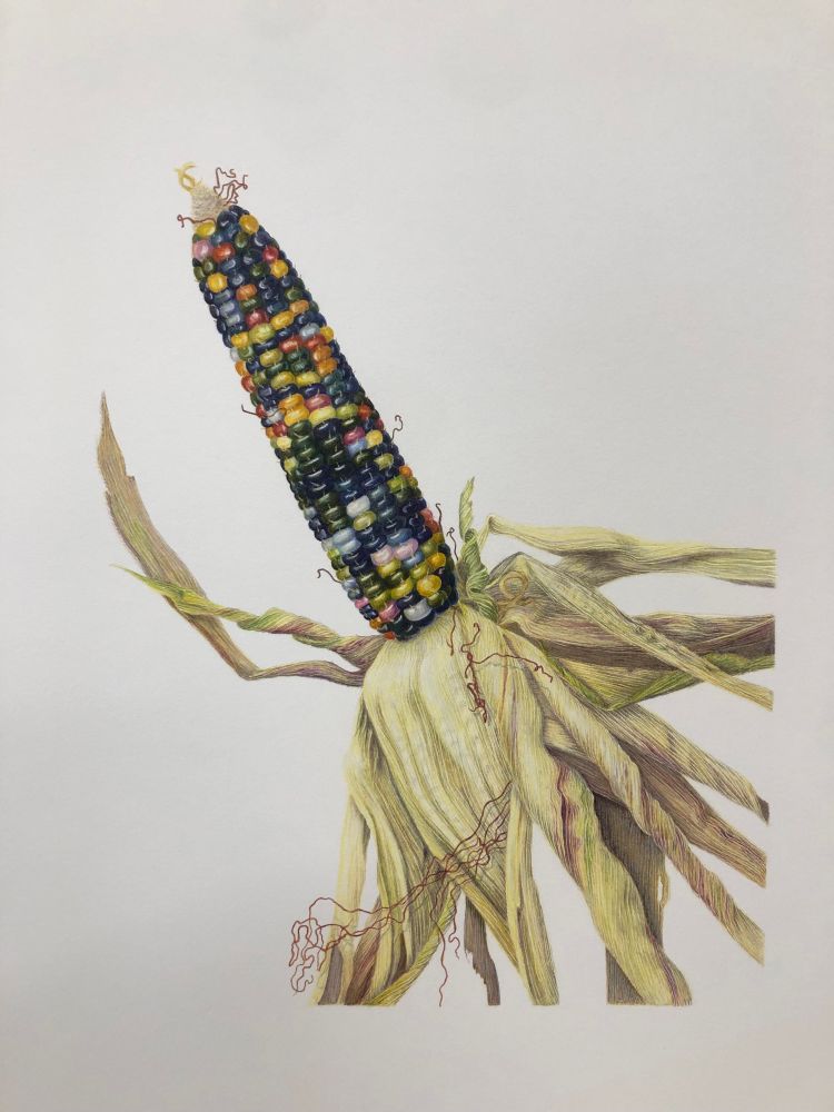 Colored pencil drawing of rainbow colored corn and dried husk 
#SciArt 