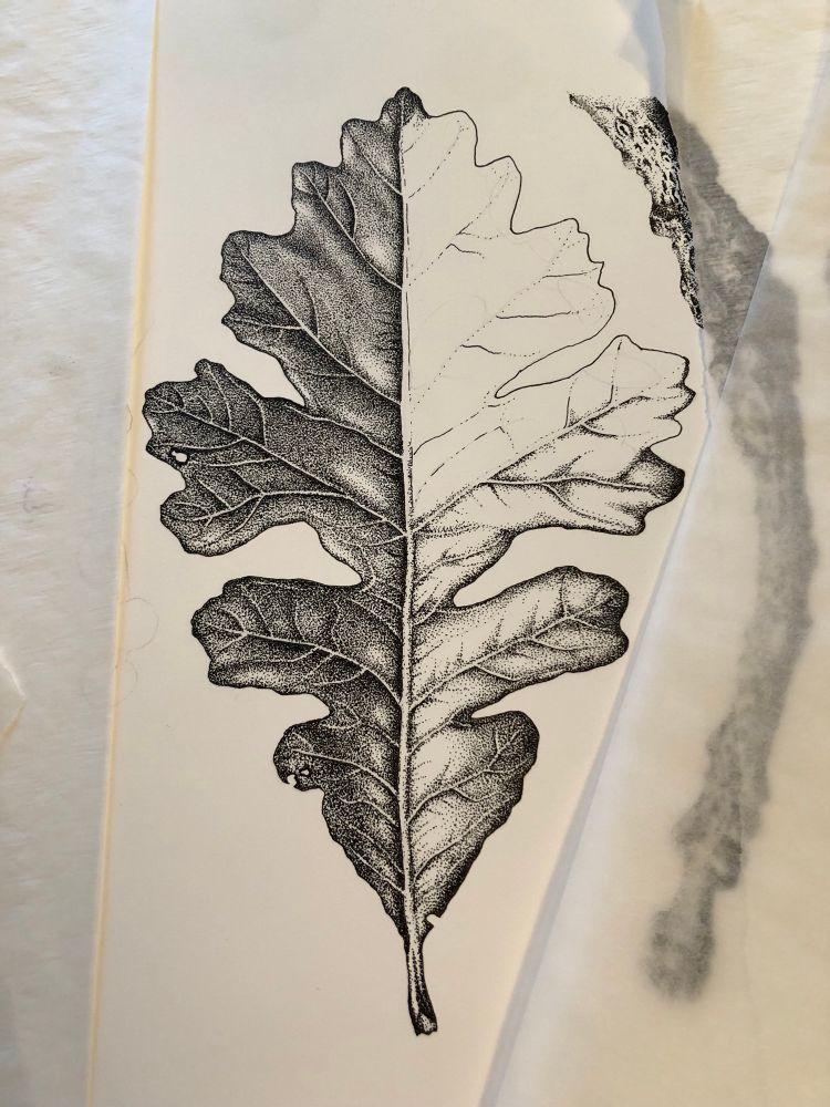 Half finished drawing of an oak leaf using black ink, mostly stippling with some line and hatching