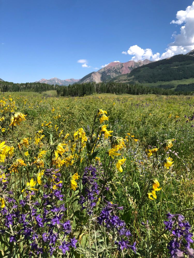Yellow and purple wildflowers in the foreground with a meadow and mountains behind