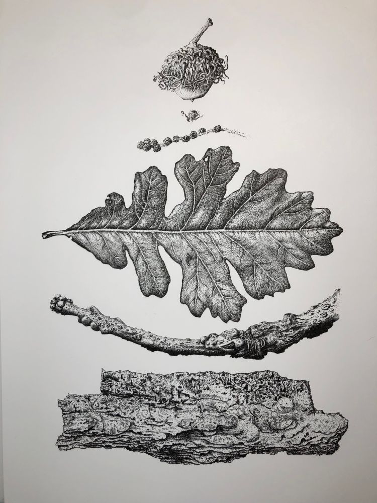 A vertically stacked ink drawing representing the parts of a Bur Oak tree. The ink work is a combination of stipple, hatching, and line. From bottom to top, the parts are: Bark, twig, leaf, catkin, flower, and acorn (which is very hairy looking).