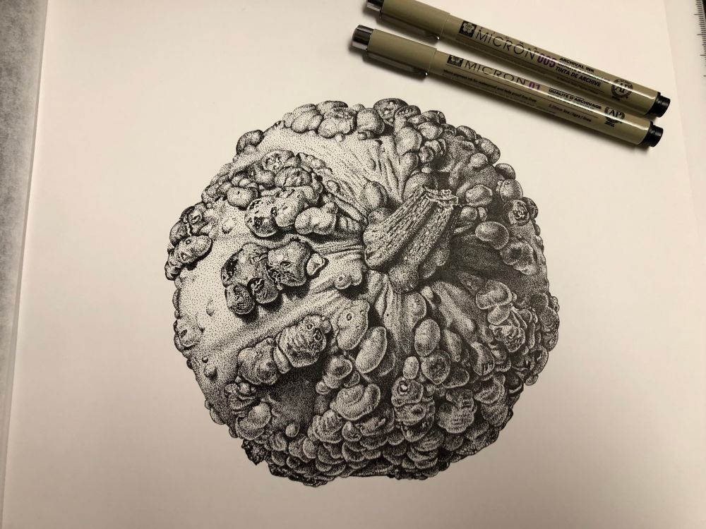 Ink drawing of a very lumpy pumpkin. The ink work is mostly stipple with some line and hatching. The pumpkin is turned on it’s side so the stem is pointed towards the viewer and slightly up to the right. This thing is seriously crazy lumpy.