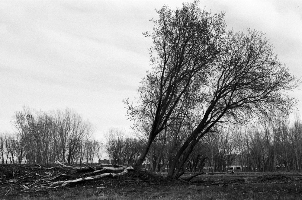 black & white: a mound in a field with two leaning trees on the right, and two fallen trees on the left