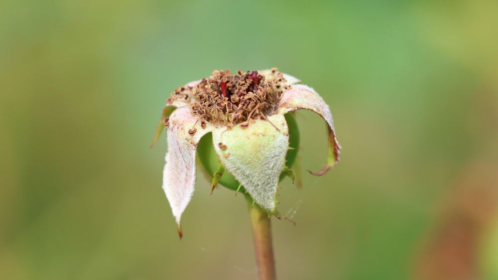Close up of wilted rosebud in autumn