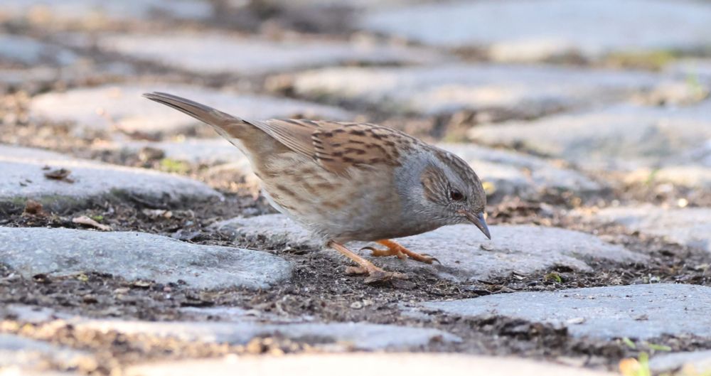 Profile view of a small brown and beige bird inspecting cobblestone