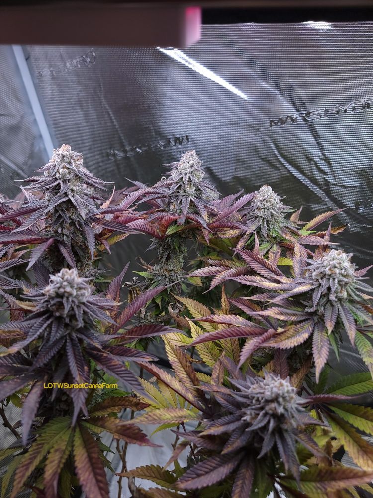 Indoor grown Cannabis plant. Close to harvest. The plant shows rich purple hues.