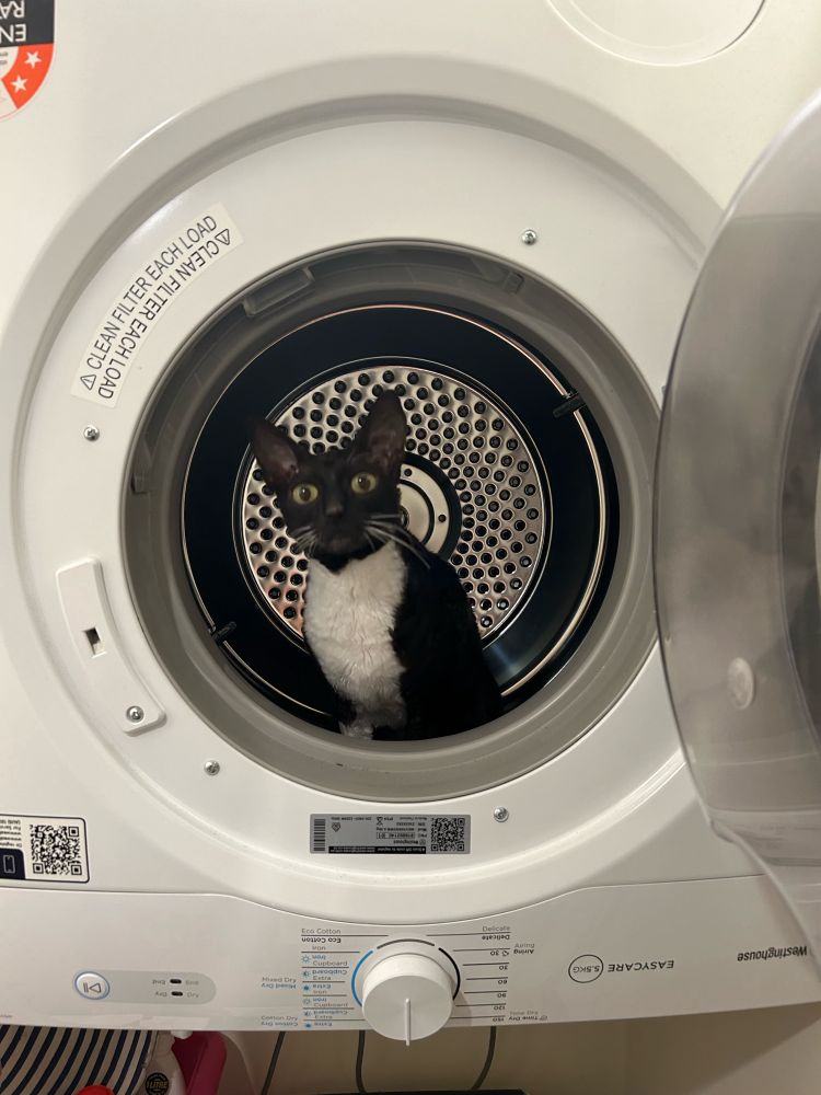 Little black and white cat with big ears looking out of dryer with door open