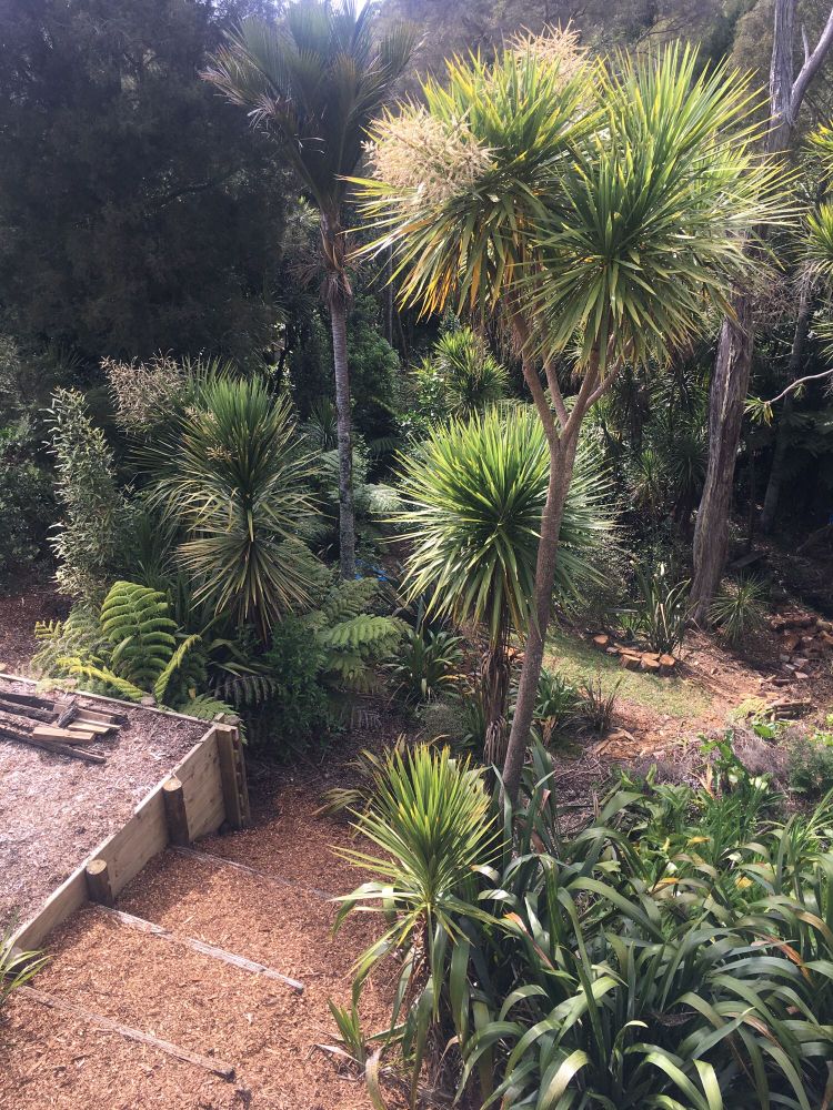 Native NZ garden with cabbage trees and flax